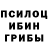 Галлюциногенные грибы Psilocybe ekin kopylov